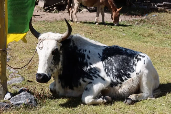Narphu, TIlicho Base Camp and Thorongla Pass